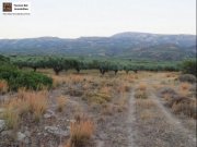 Lithines Kreta Ausgezeichneter Olivenhain in Lithines zu verkaufen Grundstück kaufen